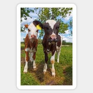 Two cows looking at camera Sticker